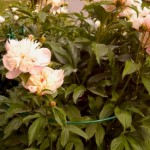 Product Review: Lee Valley Tools Peony Support is Worth the Expense