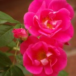 Plant Profile: William Baffin Rose