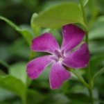 Plant Profile: Periwinkle, or Myrtle (Vinca Minor)
