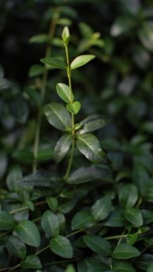 Foliage of Periwinkle or Creeping Myrtle