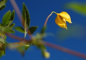 clematis tangutica flower in the sun