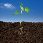 An Introduction to Soil pH – How It Helps Your Garden Grow