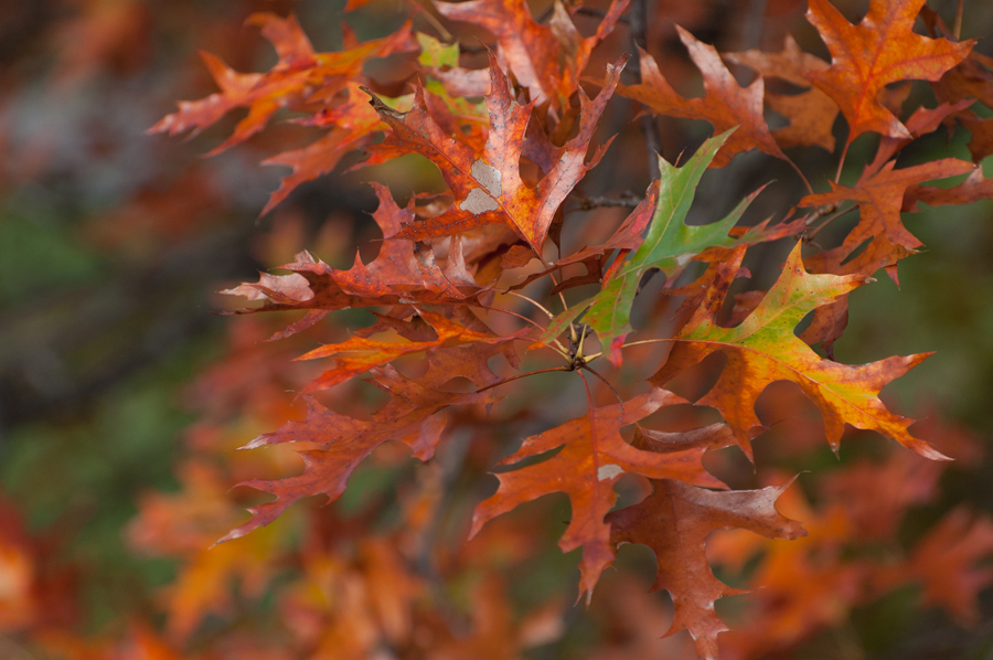Arboretum Oak Leaves Fall