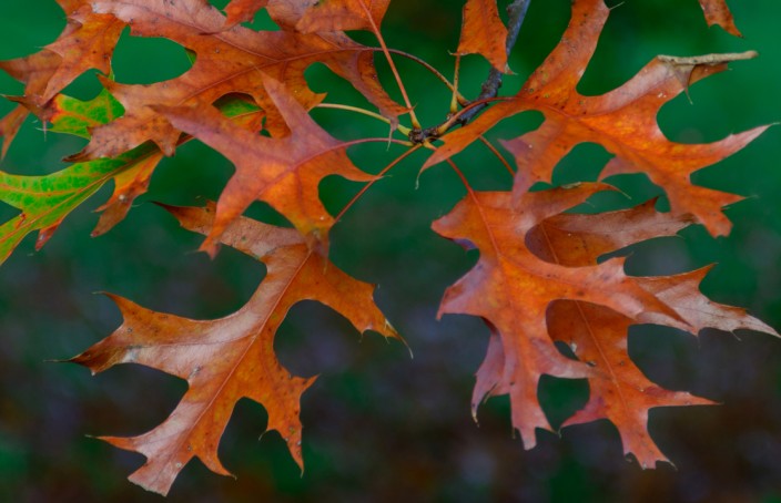Arboretum Oak Leaves Fall
